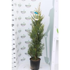   Sárga színű leyland ciprus CUPRESSOCYPARIS LEY. CASTLEWELLAND GOLD