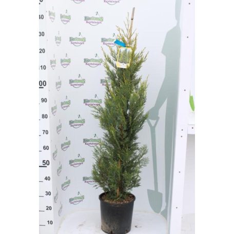 Sárga színű leyland ciprus CUPRESSOCYPARIS LEY. CASTLEWELLAND GOLD