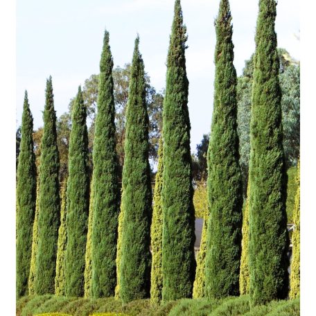 Európai (toszkán vagy olasz) ciprus CUPRESSUS SEMPERVIRENS PYRAMIDALIS CLT. 7