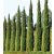 Európai (toszkán vagy olasz) ciprus CUPRESSUS SEMPERVIRENS PYRAMIDALIS CLT. 7