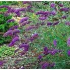 Kék virágú törpe nyáriorgona Buddleia davidii 'Nanho Blue'