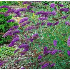   Kék virágú törpe nyáriorgona Buddleia davidii 'Nanho Blue'