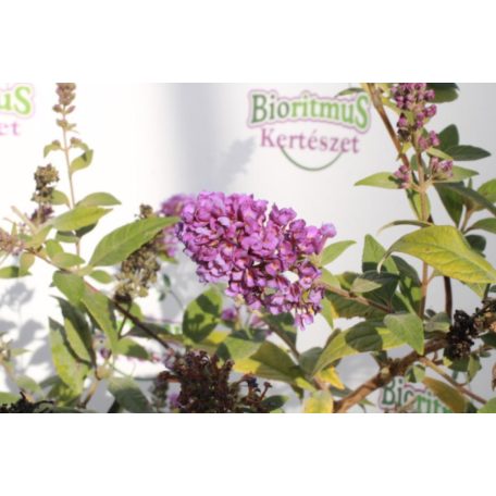Kék virágú törpe nyáriorgona Buddleia davidii 'Nanho Blue'