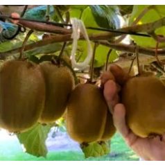 Termős kivi Actinidia deliciosa Hayward