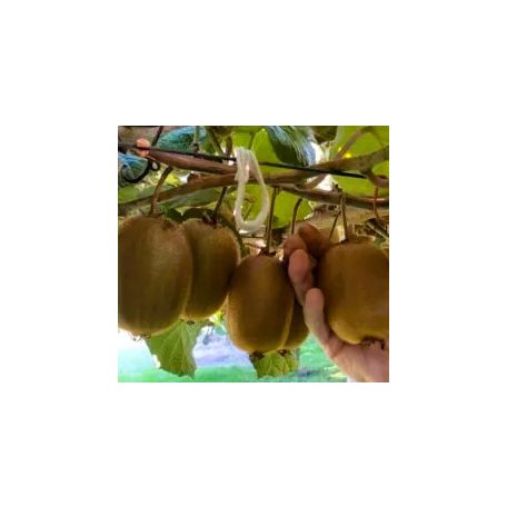 Termős kivi Actinidia deliciosa Hayward