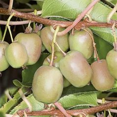 Öntermékeny kopasz kivi Actinidia arguta 'Issai'