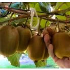 Kivi termős Actinidia deliciosa termős 80 cm