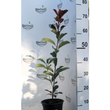 Korallberkenye Red Robin Photinia x fraseri Red Robin