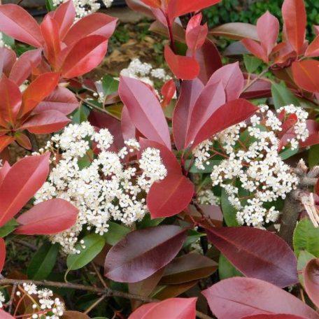 Korallberkenye Red Robin Photinia x fraseri Red Robin