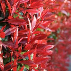 Korallberkenye Red Robin Photinia x fraseri Red Robin