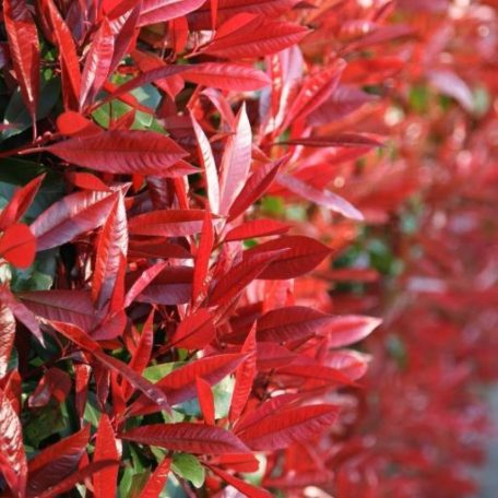 Korallberkenye Red Robin Photinia x fraseri Red Robin
