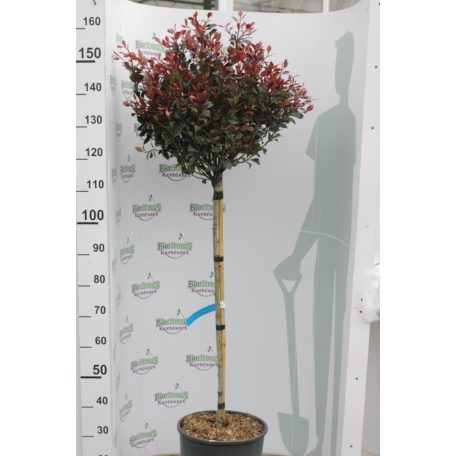 Törpe Korallberkenye PHOTINIA FRASERI Little RED ROBIN (NANA)