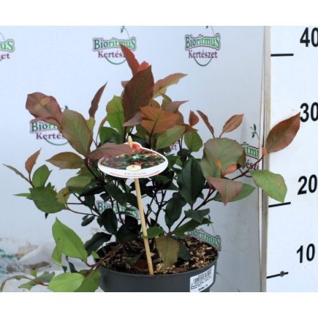 Törpe korallberkenye PHOTINIA FRASERI Little RED ROBIN (NANA)