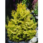 Lucas' hinoki álciprus Chamaecyparis obtusa 'Lucas'