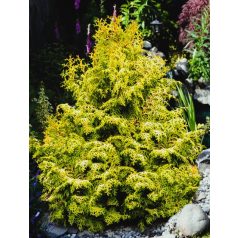   Lucas' hinoki álciprus Chamaecyparis obtusa 'Lucas'