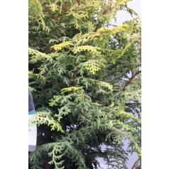   Lucas' hinoki álciprus Chamaecyparis obtusa 'Lucas'