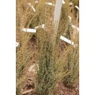 Sentinel boróka Juniperus comm. 'Sentinel' FL