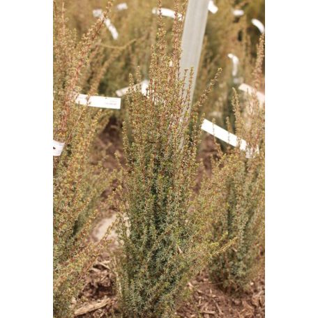 Sentinel boróka Juniperus comm. 'Sentinel' FL