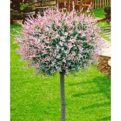 Tarkalevelű japán fűz Salix integra Hakuro-nishiki