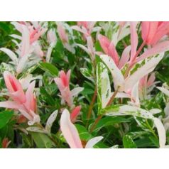 Tarkalevelű japán fűz Salix integra Hakuro-nishiki