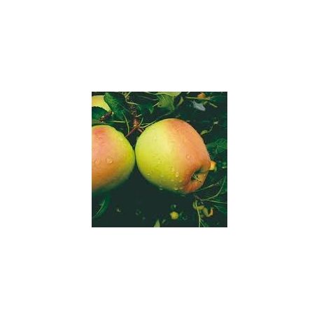 Golden Delicious Reinders alma