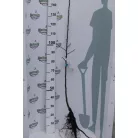 Golden Delicious Reinders alma