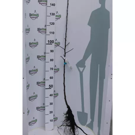 Golden Delicious Reinders alma