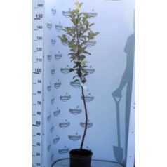 Parker Pepin bőralma