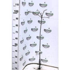 Egres Pallagi óriás magastörzsű