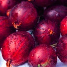 Josta ribiszke köszméte