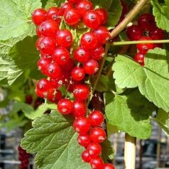 Pirosribizli Jonkheer van Tets ribizli