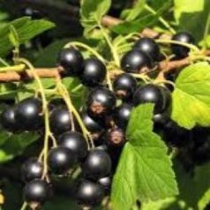 Fekete ribizli Aranka