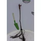 Favorit csemegeszőlő