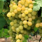 Helikon szépe magvatlan csemegeszőlő