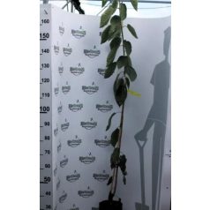 Vega cseresznye konténeres