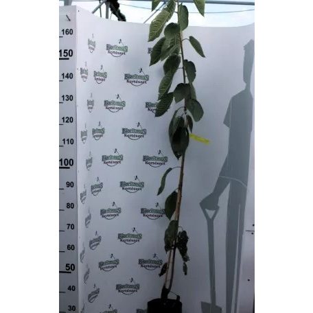 Vega cseresznye konténeres