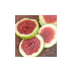 Füge Ficus carica K2