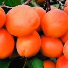 Szegedi mamut kajszi