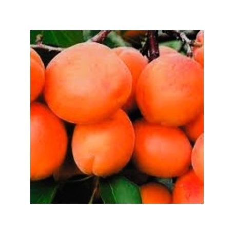 Szegedi mamut kajszi