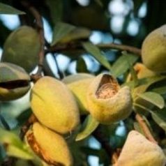 Budatétényi 70 mandula