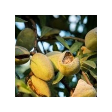 Budatétényi 70 mandula