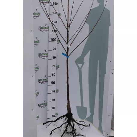 Érdi jubileum meggy