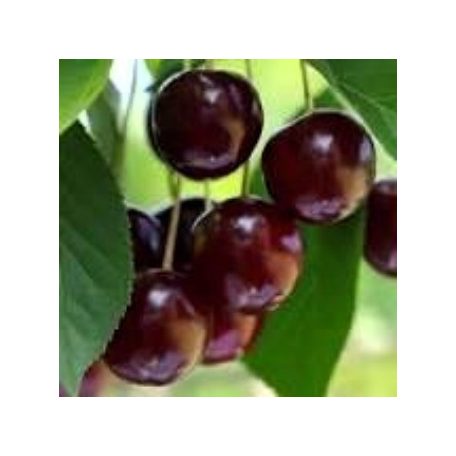 Érdi nagygyümölcsű meggy