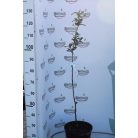 Szentesi rózsa naspolya