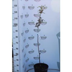 Szentesi rózsa naspolya