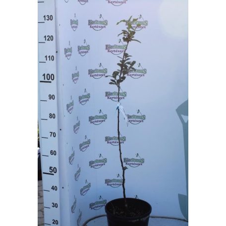 Szentesi rózsa naspolya