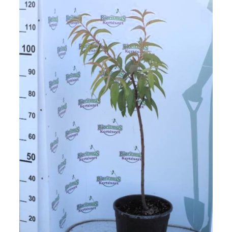 Early Redhaven őszibarack