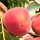 Michelini őszibarack