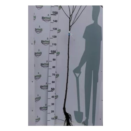 Althann ringló szilva