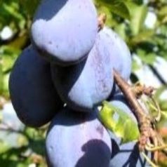 Cacanska rodna szilva